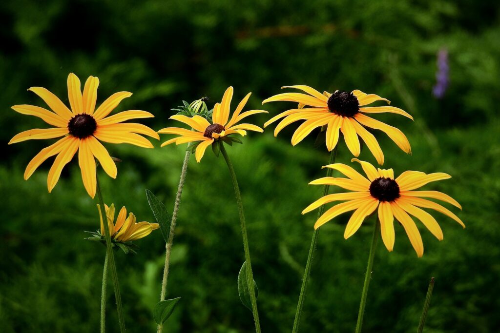 Black-Eyed Susans
rudbeckia plant
black eyed susans
black eyed susan plants
climbing black eyed susan
goldsturm black eyed susan