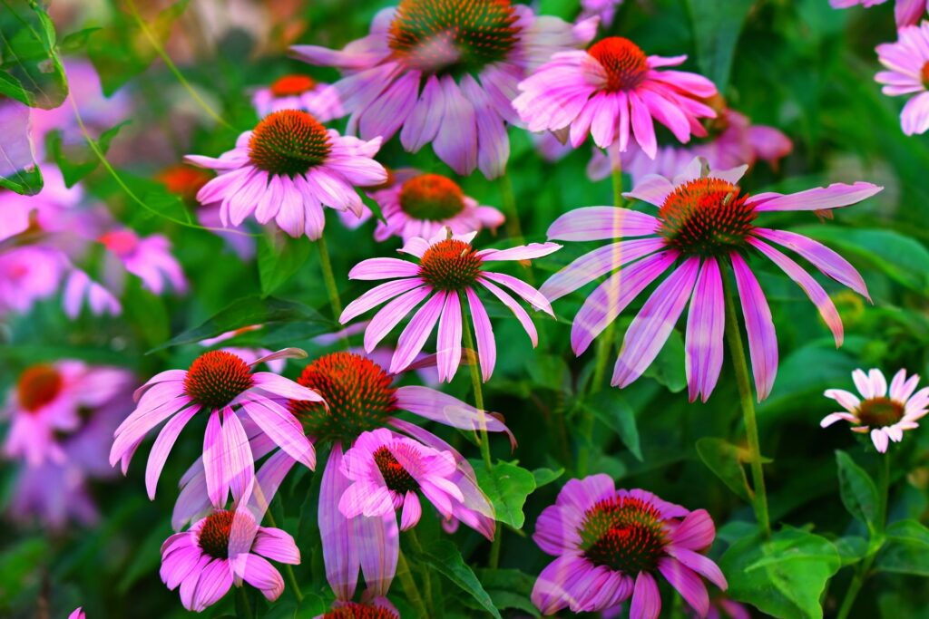 Coneflowers
echinacea purpurea
yellow coneflower
red coneflower
echinacea flower
white echinacea
coneflower varieties
echinacea seed