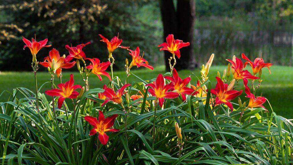 Daylilies
wild horses daylily
day lily
stella d oro daylily
yellow daylily
white daylily