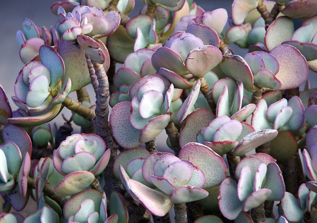 sedums
sedum plant
autumn joy sedum
sedum varieties
sedum seeds
sedum album
night embers sedum