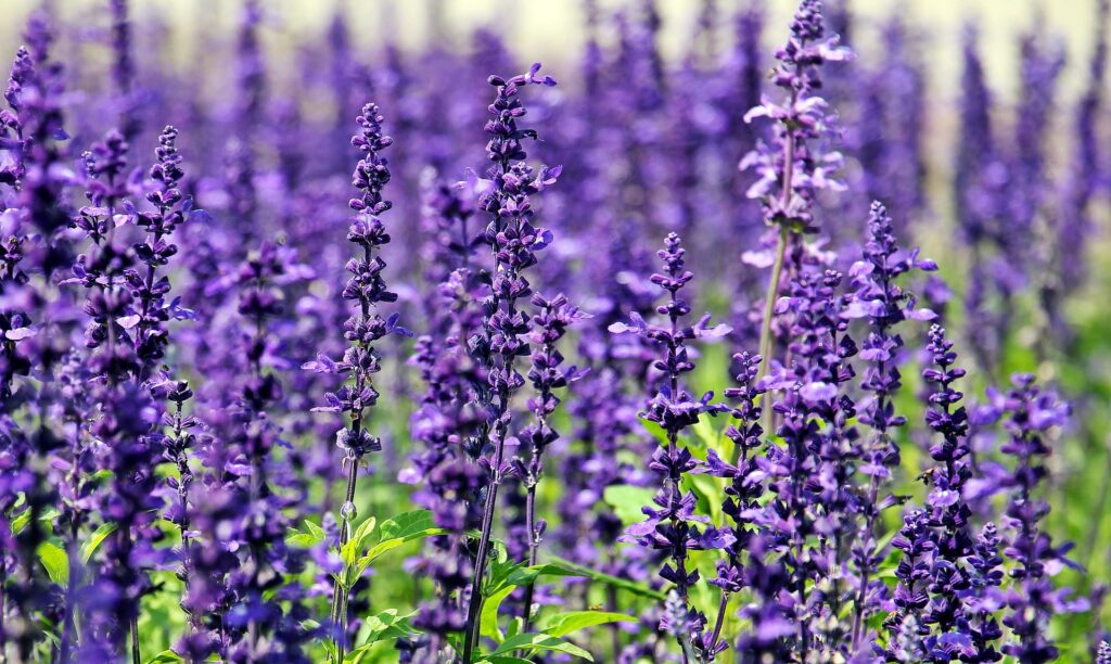 lavender
english lavender
phenomenal lavender
lavandula angustifolia
french lavender
munstead lavender
lavender farm
spanish lavender
lavender products
lavender hydrosol