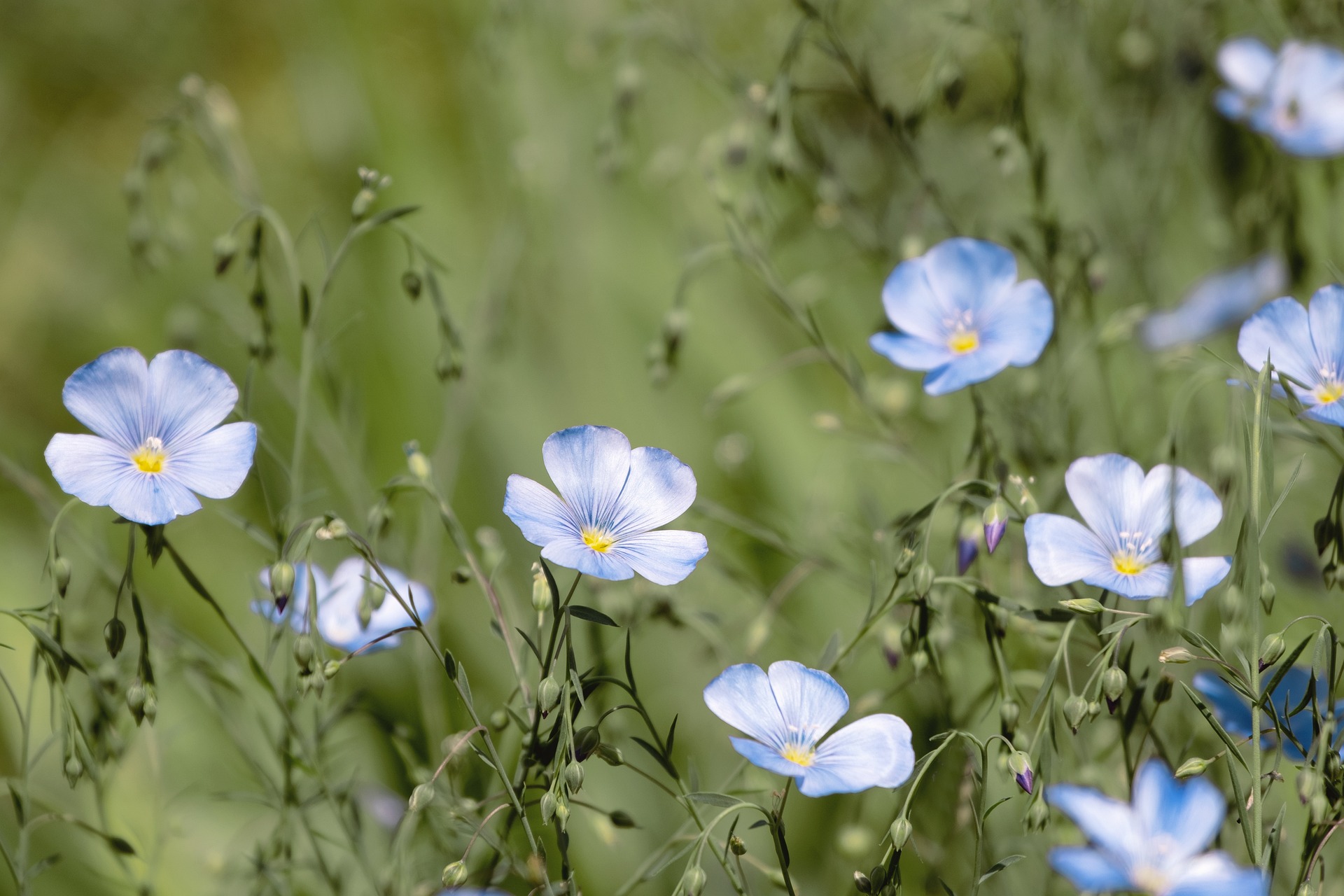 top 10 Perennials