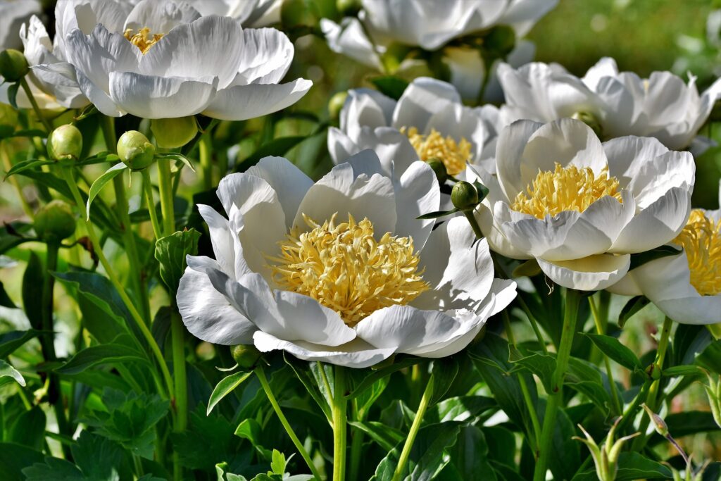peonies flowers
sarah bernhardt peony
shirley temple peony
peony varieties
paeonia lactiflora
sorbet peony