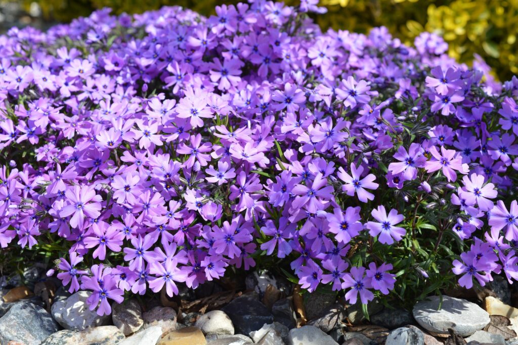 phlox
phlox paniculate
phlox flower
woodland phlox
moss phlox
david phlox
phlox seed
wild phlox
cherry caramel phlox