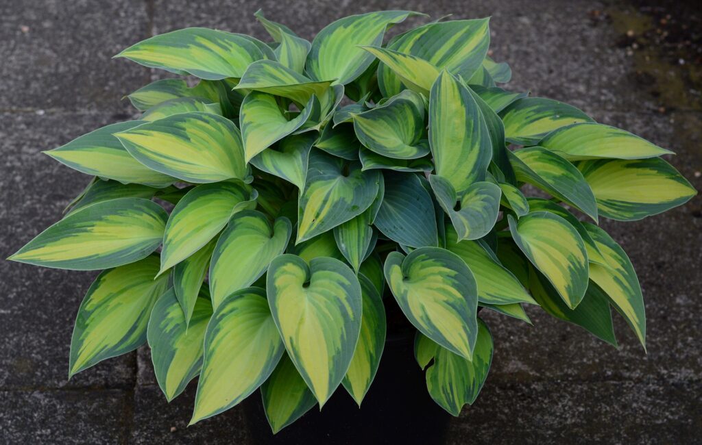 hostas
patriot hosta
hosta flowers
guacamole hosta
big daddy hosta
full sun hostas
hosta garden
august moon hosta